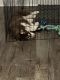 Alaskan Husky Puppies for sale in Olive Branch, MS 38654, USA. price: $1,200