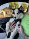 Alaskan Husky Puppies for sale in Poway, CA, USA. price: NA