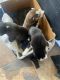 Alaskan Husky Puppies for sale in San Tan Valley, AZ, USA. price: NA