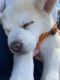 Alaskan Husky Puppies for sale in 650 S Spring St, Los Angeles, CA 90014, USA. price: $3,000