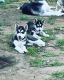 Alaskan Husky Puppies for sale in Stockton, CA, USA. price: $300