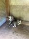 Alaskan Husky Puppies for sale in Macon, GA, USA. price: NA