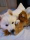 Alaskan Husky Puppies for sale in Tucson, AZ, USA. price: NA