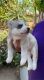 Alaskan Husky Puppies for sale in Los Angeles, CA 90047, USA. price: NA