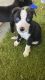 Alaskan Husky Puppies for sale in Jacksonville, FL, USA. price: $300