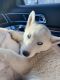Alaskan Husky Puppies for sale in Lemon Grove, CA, USA. price: $600