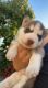 Alaskan Husky Puppies for sale in Los Angeles, CA 90047, USA. price: NA