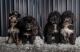 Alaskan Husky Puppies for sale in Roanoke, IL 61561, USA. price: $900