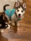 Alaskan Husky Puppies for sale in Chicago, IL, USA. price: $2,500