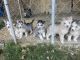 Alaskan Husky Puppies for sale in Maxwell, CA 95955, USA. price: NA