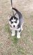 Alaskan Husky Puppies for sale in Corbin, KY 40701, USA. price: $52,500