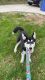 Alaskan Husky Puppies for sale in 1246 Beechwood St NE, Grand Rapids, MI 49505, USA. price: NA