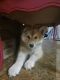 Alaskan Husky Puppies for sale in 7300 AR-215, Mulberry, AR 72947, USA. price: $900