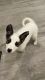 Alaskan Husky Puppies for sale in Gilbert, AZ, USA. price: NA
