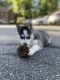Alaskan Husky Puppies for sale in Atlanta, GA, USA. price: NA