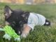 Alaskan Husky Puppies for sale in Howard Lake, MN 55349, USA. price: $200