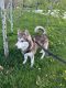 Alaskan Husky Puppies for sale in Las Vegas, NV, USA. price: $300
