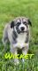 Alaskan Husky Puppies for sale in Kingwood, Houston, TX, USA. price: $200