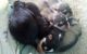 Alaskan Husky Puppies for sale in Perris, CA 92570, USA. price: $800