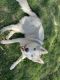 Alaskan Husky Puppies for sale in South Jordan, UT, USA. price: NA