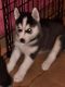 Alaskan Husky Puppies for sale in Moreno Valley, CA 92555, USA. price: $1,500