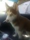Alaskan Husky Puppies for sale in New Orleans, LA 70113, USA. price: NA