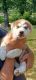 Alaskan Husky Puppies for sale in Morrilton, AR 72110, USA. price: $400