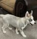 Alaskan Husky Puppies for sale in Allen, TX, USA. price: NA