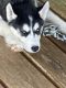 Alaskan Husky Puppies for sale in Uniontown, PA 15401, USA. price: $600