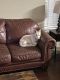 Alaskan Husky Puppies for sale in Arlington, TX 76002, USA. price: NA