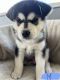 Alaskan Husky Puppies for sale in Chico, CA 95926, USA. price: NA