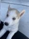 Alaskan Husky Puppies for sale in Scottsdale, AZ, USA. price: $900