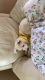Alaskan Husky Puppies for sale in Historic District, 7540 Whitehall Dr, Manassas, VA 20111, USA. price: NA