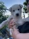 Alaskan Husky Puppies for sale in Ephrata, WA 98823, USA. price: NA