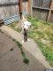 Alaskan Husky Puppies for sale in Hillsboro, OR, USA. price: NA
