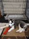 Alaskan Husky Puppies for sale in Des Moines, IA 50310, USA. price: NA