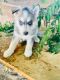 Alaskan Husky Puppies for sale in Palmdale, CA, USA. price: NA