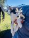 Alaskan Husky Puppies for sale in Antelope Rd, Palmdale, CA 93550, USA. price: NA