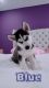 Alaskan Husky Puppies for sale in Ashburn, VA, USA. price: NA