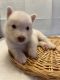 Alaskan Husky Puppies for sale in 3 Fowler St, Hagaman, NY 12086, USA. price: NA