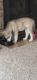 Alaskan Husky Puppies for sale in Aurora, CO, USA. price: NA