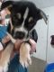 Alaskan Husky Puppies for sale in Lacey, WA, USA. price: $500