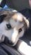 Alaskan Husky Puppies for sale in Ogden, UT, USA. price: $800