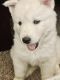 Alaskan Husky Puppies for sale in Norman, OK, USA. price: NA