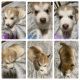Alaskan Husky Puppies for sale in Colorado Springs, CO, USA. price: $800