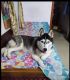 Alaskan Husky Puppies for sale in 560029, 5th Cross St, Tavarekere, Maruti Nagar, Brindavan Nagar, BTM Layout, Bengaluru, Karnataka 560029, India. price: 35000 INR