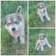 Alaskan Husky Puppies for sale in Atoka, OK 74525, USA. price: NA