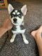 Alaskan Husky Puppies for sale in Independence Charter Township, MI 48346, USA. price: NA