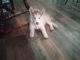 Alaskan Husky Puppies for sale in Virginia Beach, VA, USA. price: NA