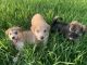 Alaskan Husky Puppies for sale in Jacksonville, FL 32244, USA. price: $500